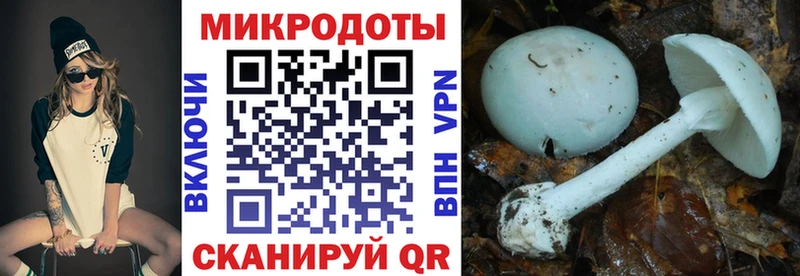 Псилоцибиновые грибы мицелий Большой Камень